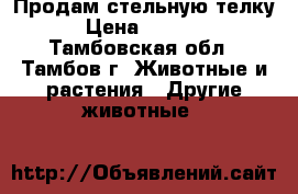Продам стельную телку  › Цена ­ 50 000 - Тамбовская обл., Тамбов г. Животные и растения » Другие животные   